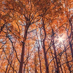 Orangestar