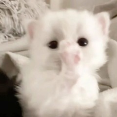 아린