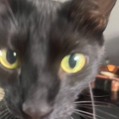 JazZee