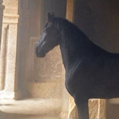 araara