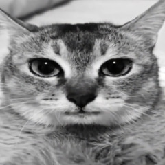 Misha