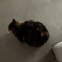 fat log of poo
