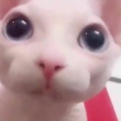 Taiki