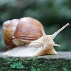 Faceless Snail