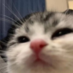 DoubleMiaou