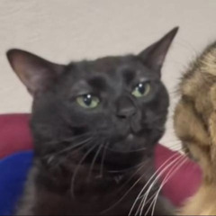 miau