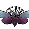Cicayda
