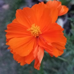 Cosmos