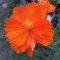 Cosmos