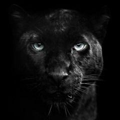 black panthe