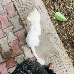 Tazz Billa