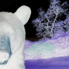 bears taste computer