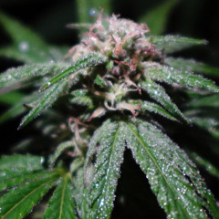 HighKu
