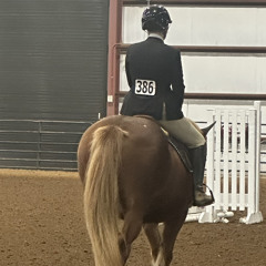 laurenthequestrian