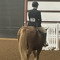 laurenthequestrian