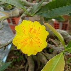 Lee Thai