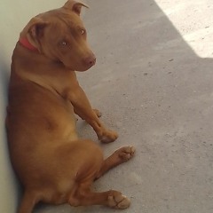 Vitor 22