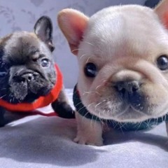 Sofia Rodriguez Hernandez