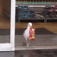 seagull