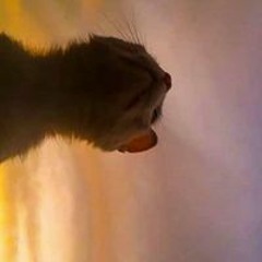 Faïza El Hadj Mimoun