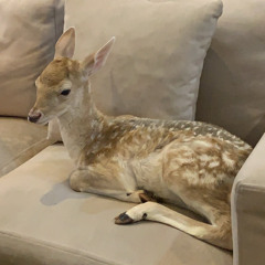 عبدالله زايد