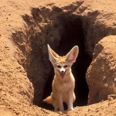 cunt fox