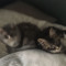 MegaCujoCat