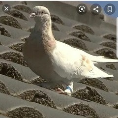 pigeon
