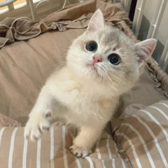 まっしゅるーむ