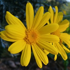 Hualm