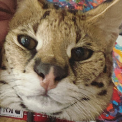 Serval Whisperer