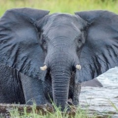 Elephantsareawesome