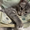 Mr Cat
