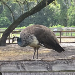 JBird