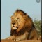 lionman_565