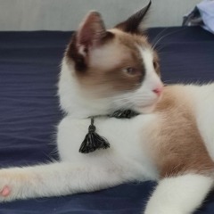 Meleah