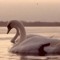duckfris
