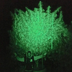 Caligrown Rasta