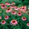 echinacea.purpurea