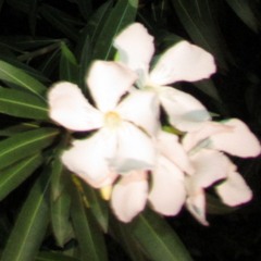 for lease recordings