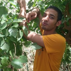 bebo