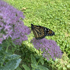 Karlie Marie Giordan