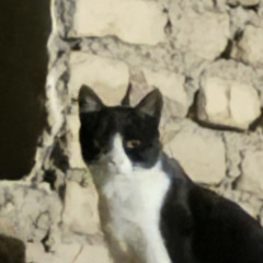 maryam_the_cat