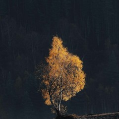 alexxxh