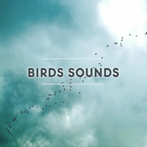 Bird Sounds’s avatar