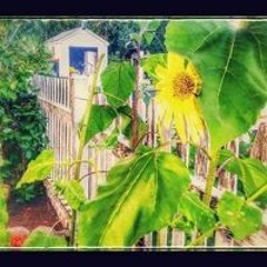 Nancy Winslow-Martin