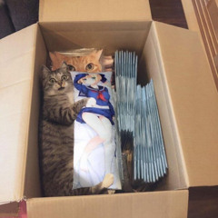 Ctrl_cat