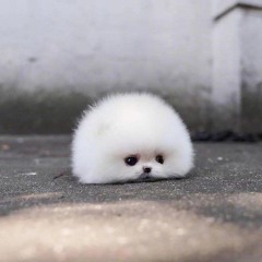 матвей #пеленован