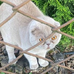 кукурузник