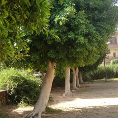 ابومحمد الصبر عنوان الفرد